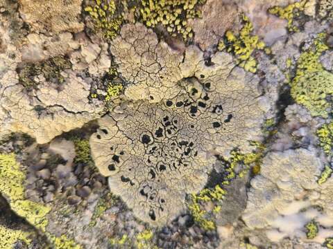 Image of Armenia tephromela lichen