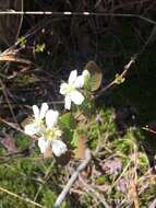 Image of oblongfruit serviceberry