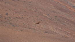 Image of Buteo buteo insularum Floericke 1903