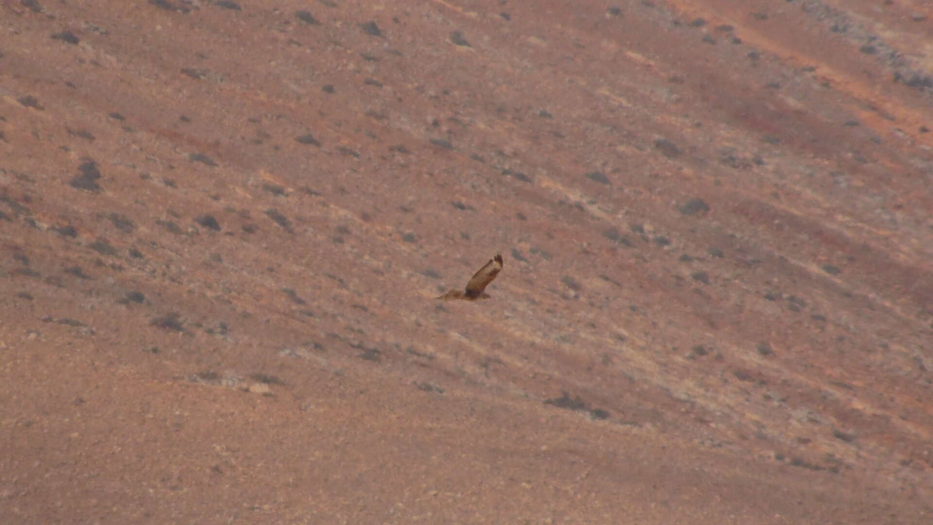 Image of Buteo buteo insularum Floericke 1903