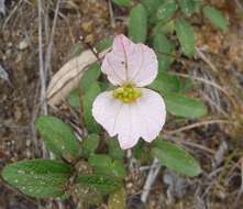 Image of Dalechampia schippii Standl.