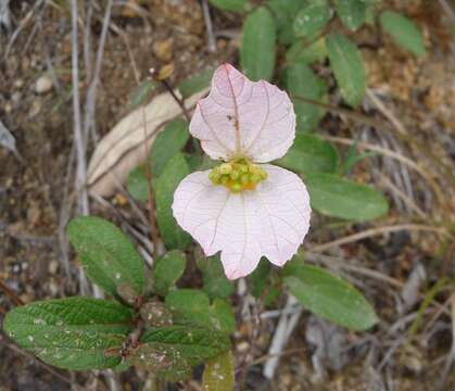 Image of Dalechampia schippii Standl.