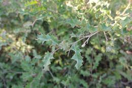 Image of Grevillea aquifolium Lindl.