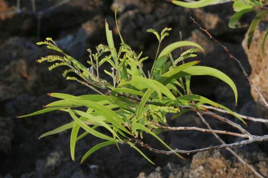 Image of koaoha