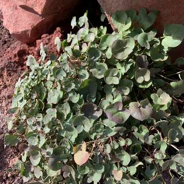 Image of Rumex aetnensis C. Presl