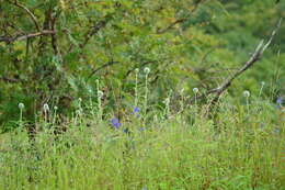 Image of Echinops sahyadricus