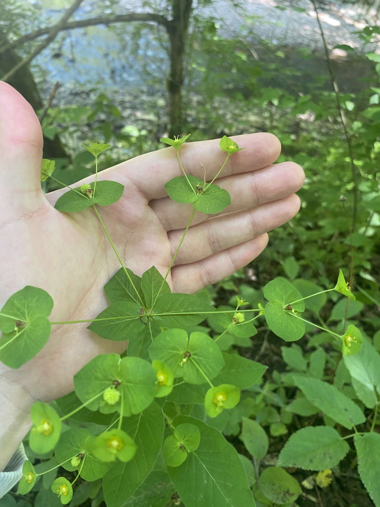 Image of Euphorbia squamosa Willd.