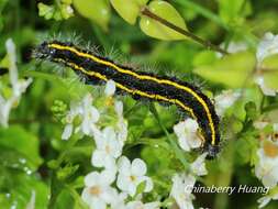 Sivun Taicallimorpha albipuncta (Wileman 1910) kuva