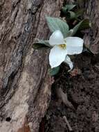 Image of snow trillium