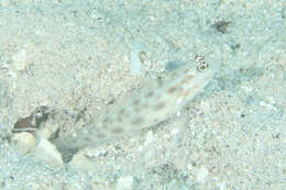 Image of Prawn-goby prawngoby shrimp-goby