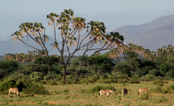 Image of Common Beisa Oryx