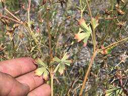 Image of California cranesbill