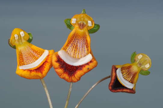 Image of Calceolaria uniflora Lam.