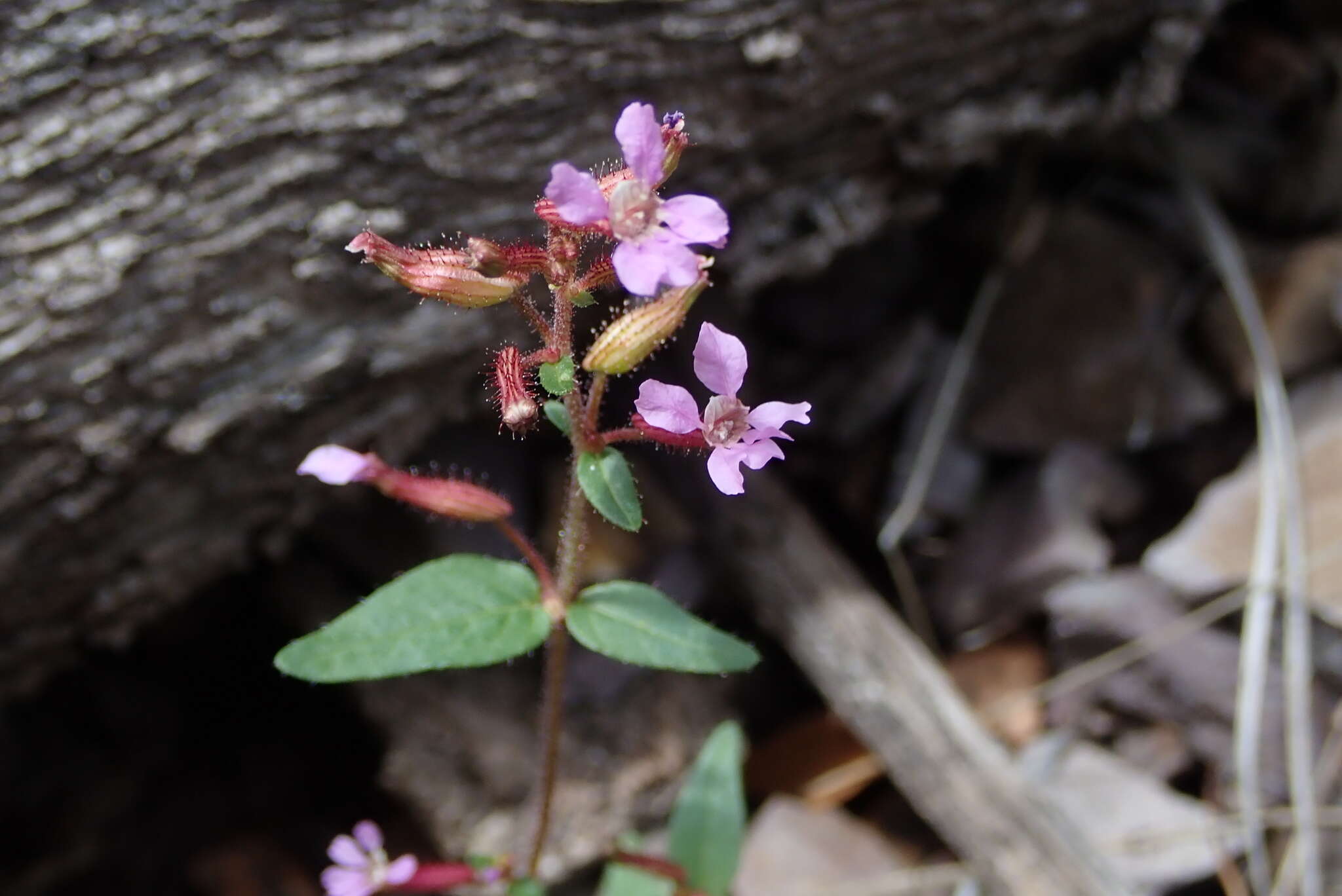 Image of Wright's waxweed