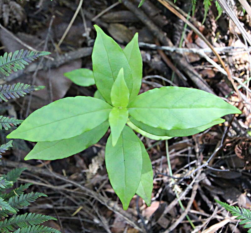 Imagem de Geniostoma rupestre var. ligustrifolium (Cunn.) B. J. Conn