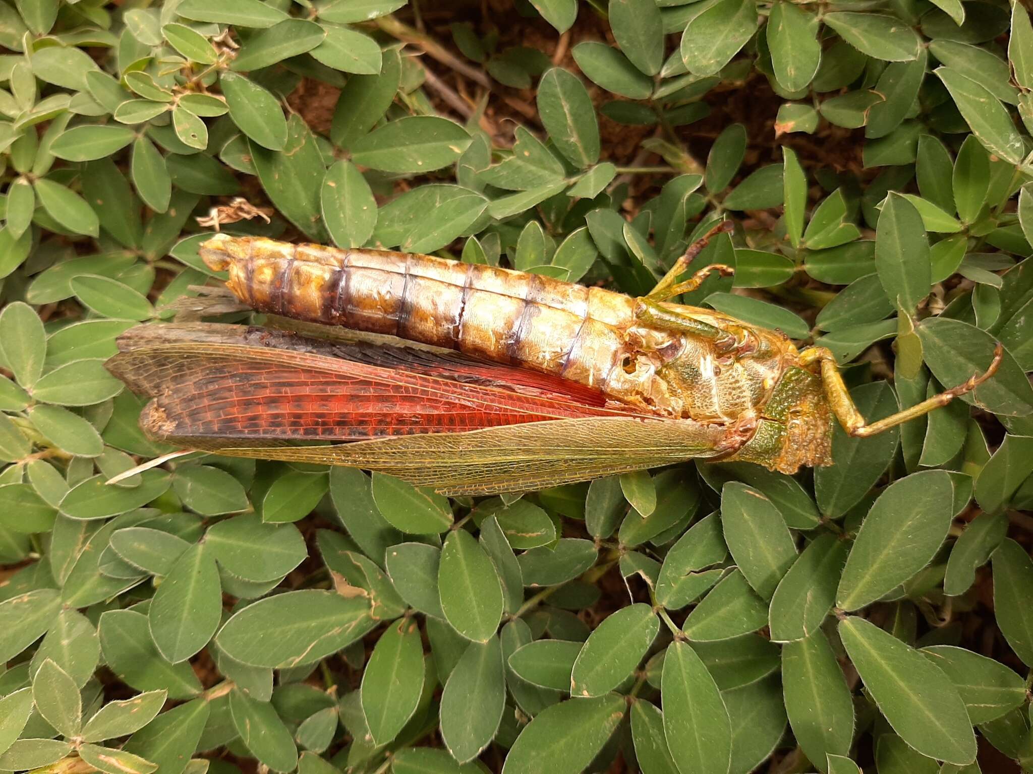 Image of Tropidacris cristata grandis (Thunberg 1824)