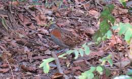 Image of Madagascan Buttonquail