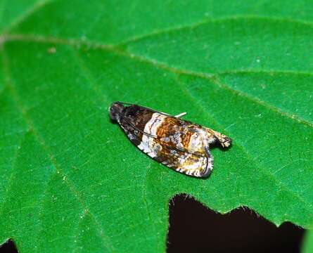 Image of Banded Olethreutes Moth