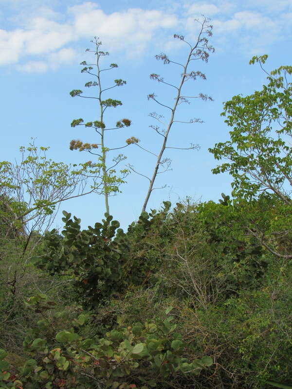 Plancia ëd Agave sisalana Perrine