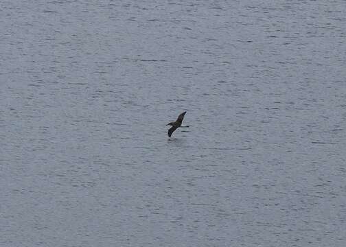 Image of Chatham Albatross