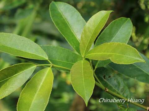 Imagem de Staphylea ternata (Nakai) Byng & Christenh.