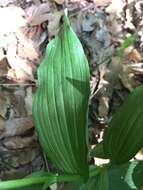 Слика од Cephalanthera falcata (Thunb.) Blume