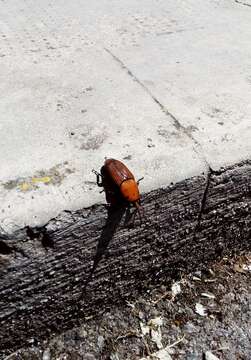 Image of Red palm weevil