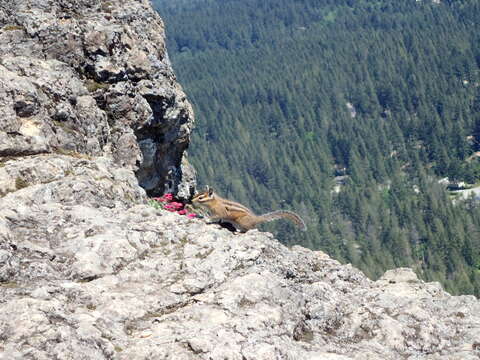 Image of Townsend’s Chipmunk