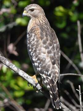 Image of Buteo lineatus extimus Bangs 1920