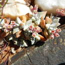 Image of Crassula deltoidea Thunb.