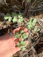 Слика од Lomatium howellii (S. Wats.) Jepson