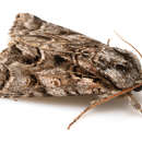 Image of Acronicta digna Butler 1881