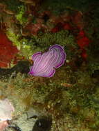 Image of pink flatworm