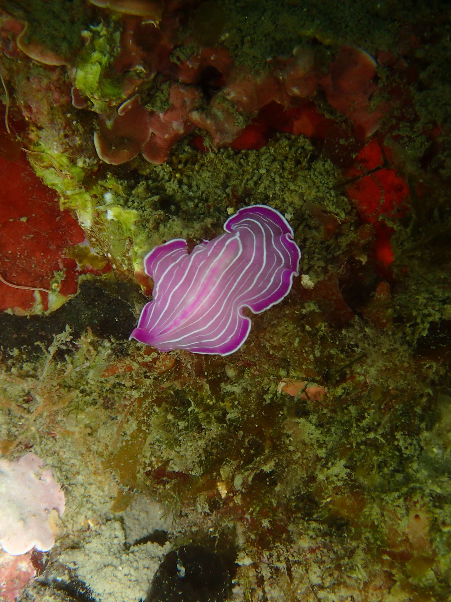 Image of pink flatworm