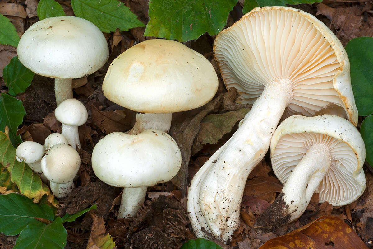 Слика од Hygrophorus discoxanthus (Fr.) Rea 1908