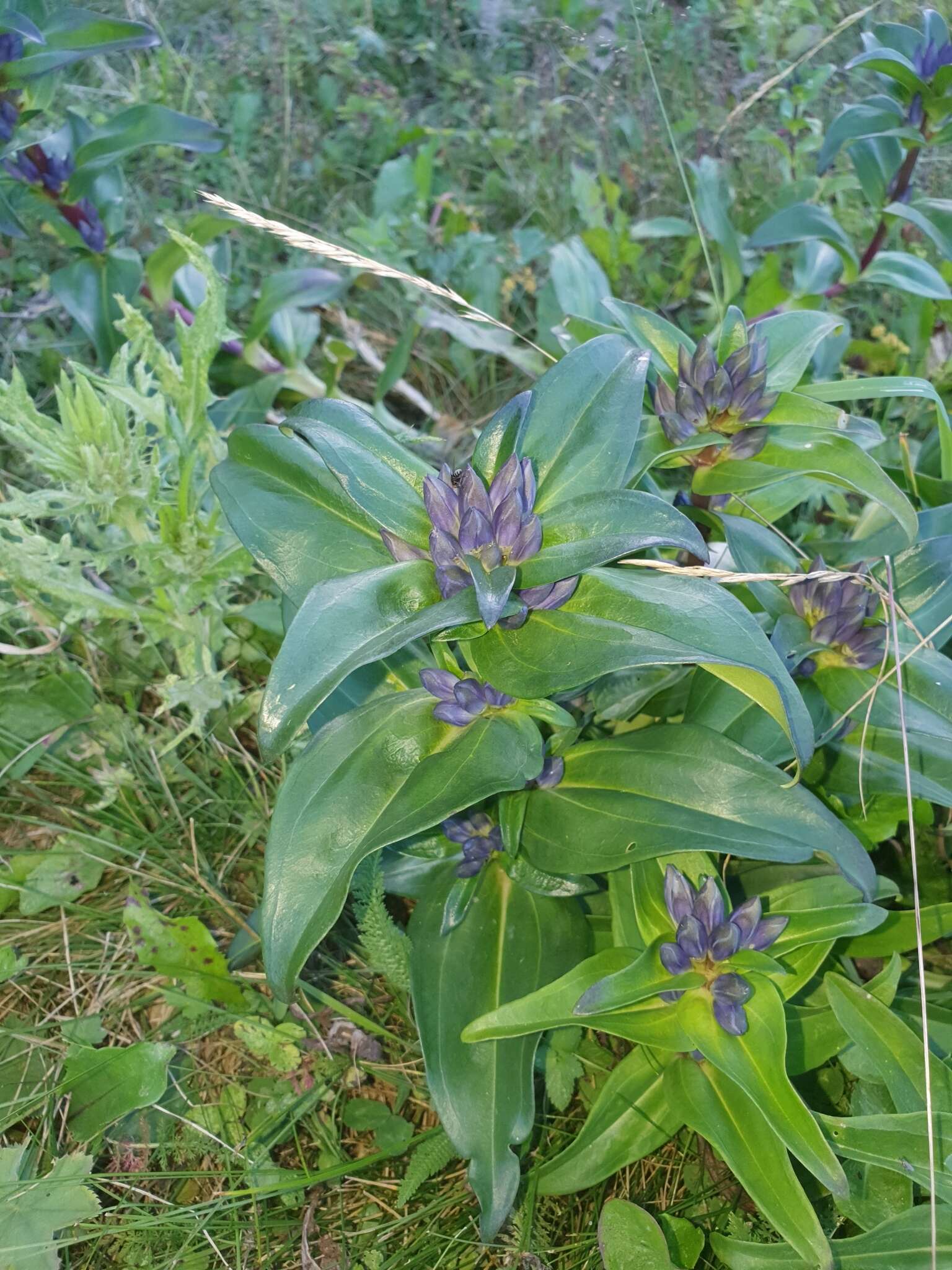 Image of Gentiana cruciata subsp. cruciata