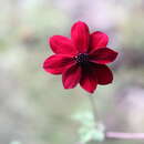 Image of Cosmos purpureus (DC.) Benth. & Hook. fil. ex Hemsl.