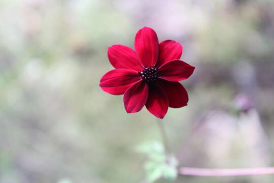 Image of Cosmos purpureus (DC.) Benth. & Hook. fil. ex Hemsl.