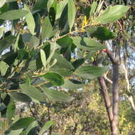Слика од Acacia holosericea A. Cunn. ex G. Don