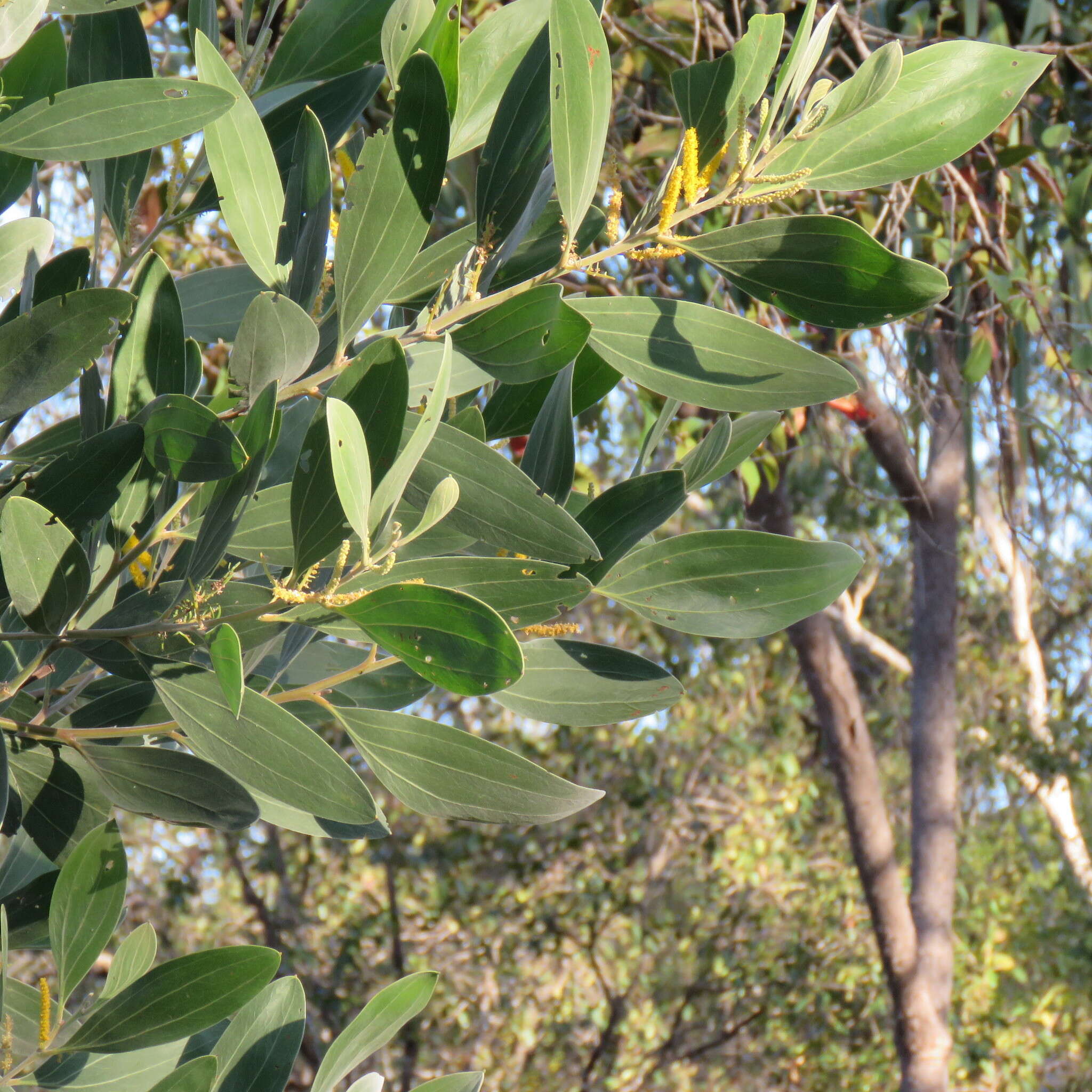 Image of candelabra wattle