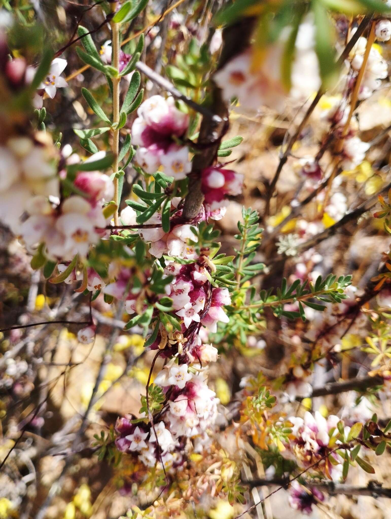 Image of Cuscuta purpurata Phil.