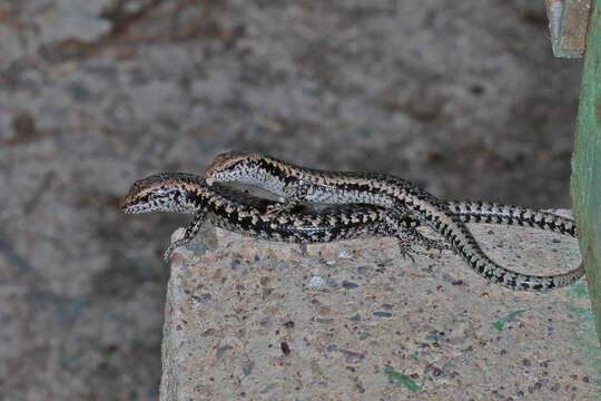 Image of Dark Barsided Skink