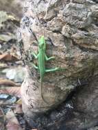 Image of Sanford's Emo Skink