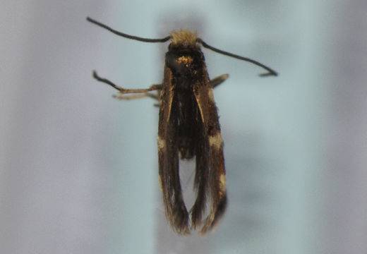 Image of <i>Micropterix aureoviridella</i> Höfner 1898