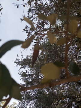 Image of brandegee oak