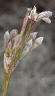 Image of Gnidia laxa (L. fil.) Gilg