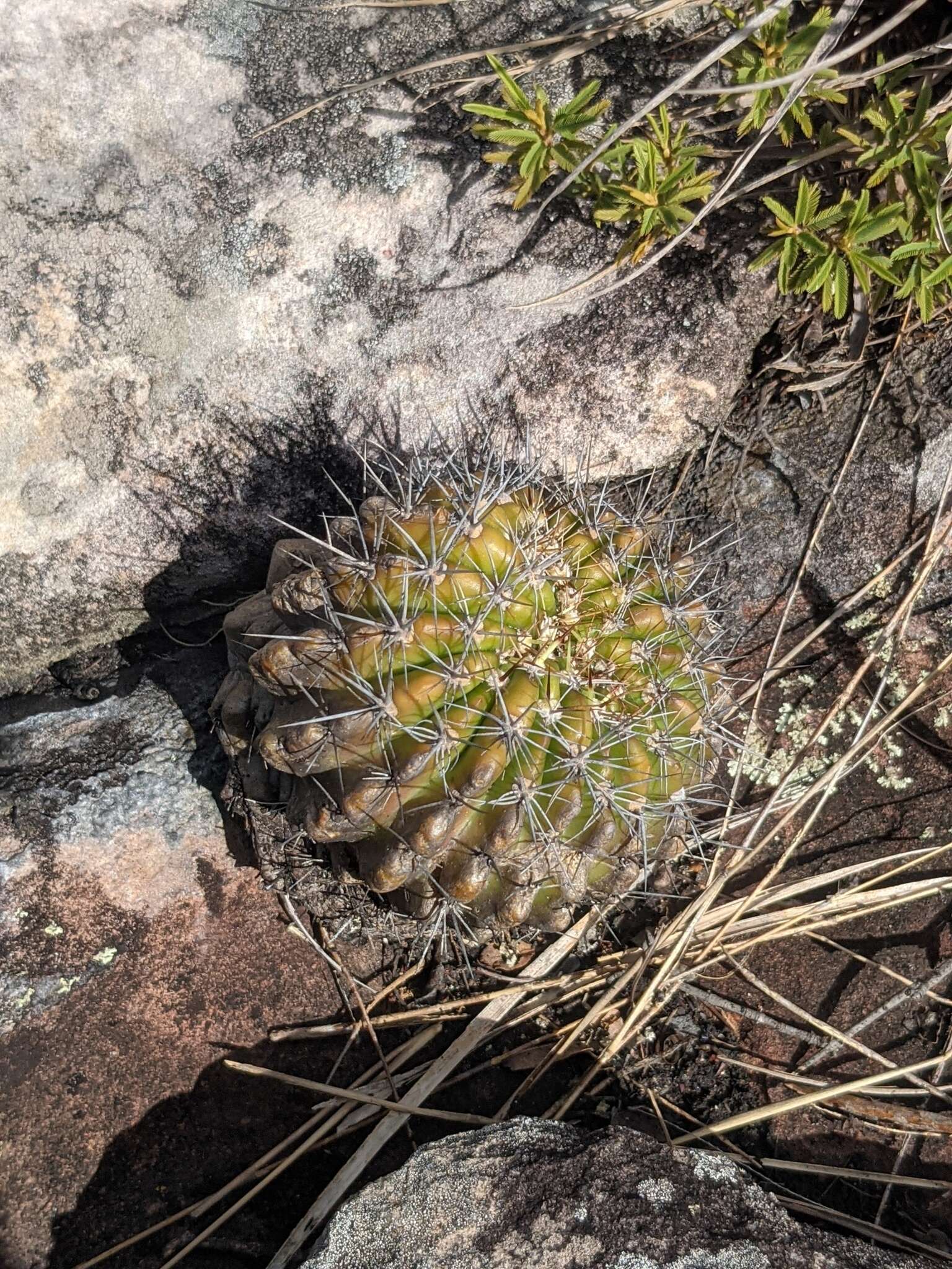 Echinopsis calochlora K. Schum. resmi