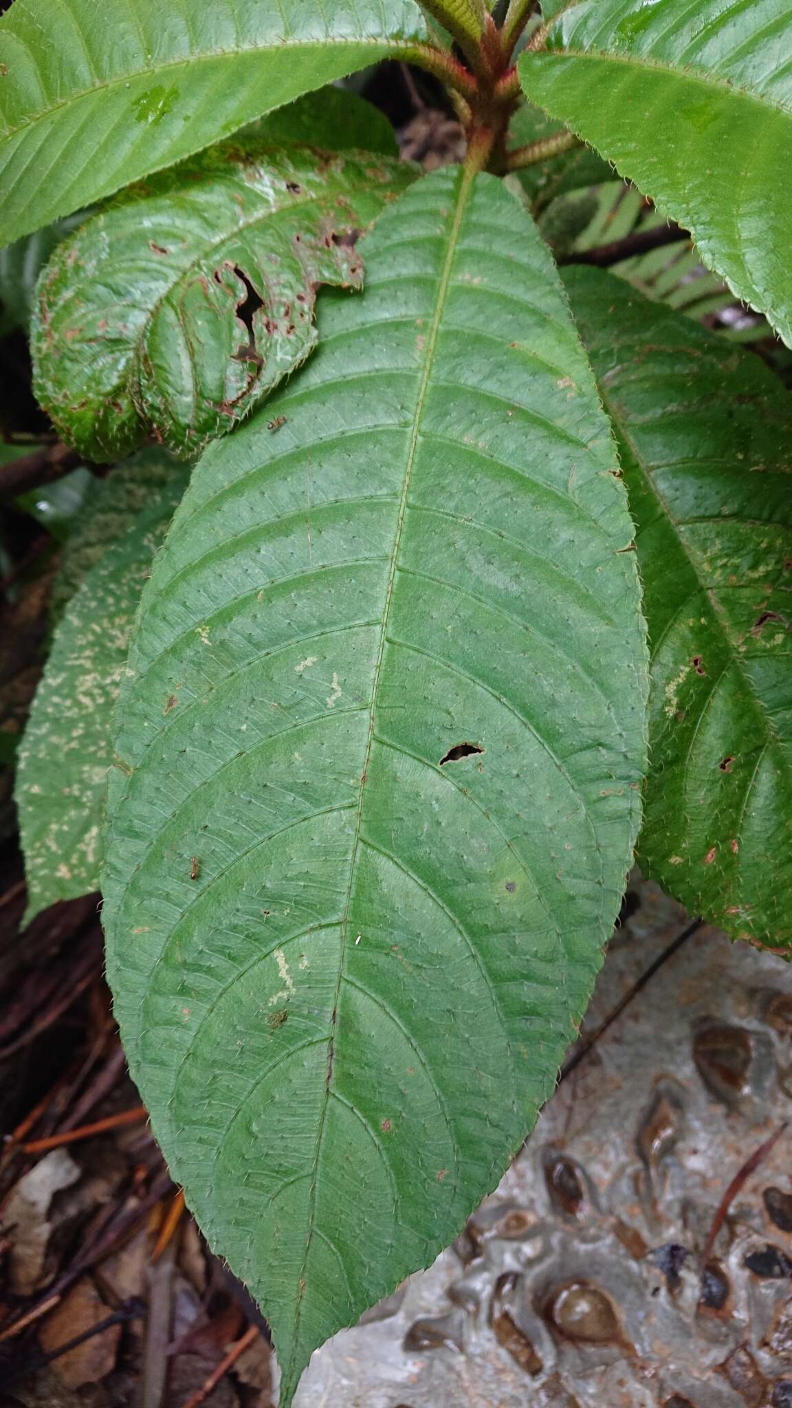 Image de Saurauia tristyla DC.