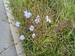 صورة Cichorium intybus subsp. intybus