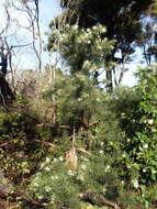 Image of Hakea sericea Schrad. & J. C. Wendl.